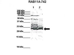 Invitrogen RAB11A Polyclonal Antibody 100 &mu;L; Unconjugated:Antibodies,