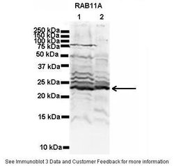 Invitrogen RAB11A Polyclonal Antibody 100 &mu;L; Unconjugated:Antibodies,