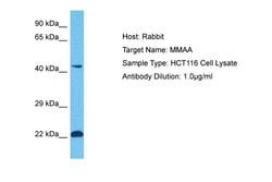 Invitrogen MMAA Polyclonal Antibody 100 &mu;L | Buy Online | Invitrogen&trade; | Fisher Scientific