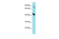 Invitrogen Myostatin Polyclonal Antibody 100 &mu;L; Unconjugated:Anticorps,