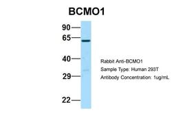 Invitrogen BCMO1 Polyclonal Antibody 100 &mu;L; Unconjugated:Antibodies,