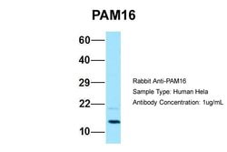 Invitrogen CORO7-PAM16 Polyclonal Antibody 100 &mu;L; Unconjugated:Antibodies,