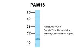Invitrogen CORO7-PAM16 Polyclonal Antibody 100 &mu;L; Unconjugated:Antibodies,
