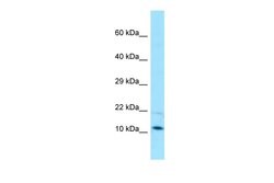 Invitrogen CORO7-PAM16 Polyclonal Antibody 100 &mu;L; Unconjugated:Antibodies,