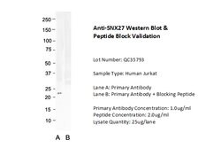 Invitrogen SNX27 Polyclonal Antibody 100 μL; Unconjugated:Antibodies,