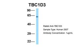Invitrogen TBC1D3 Polyclonal Antibody 100 &mu;L; Unconjugated:Antibodies,