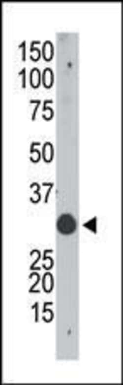 Invitrogen APOBEC1 Polyclonal Antibody 400 &mu;L; Unconjugated:Antibodies,