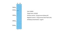 Invitrogen SHISA9 Polyclonal Antibody 100 &mu;L; Unconjugated:Antibodies,