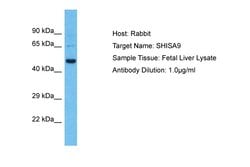 Invitrogen SHISA9 Polyclonal Antibody 100 &mu;L; Unconjugated:Antibodies,