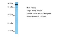 Fe65 Polyclonal Antibody:Antibodies, Polyclonal