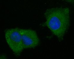 Invitrogen BCL2L15 Polyclonal Antibody 100 &mu;L; Unconjugated:Antibodies,