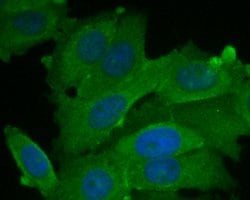 Invitrogen BCL2L15 Polyclonal Antibody 100 &mu;L; Unconjugated:Antibodies,