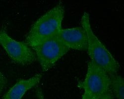 Invitrogen BCL2L15 Polyclonal Antibody 100 &mu;L; Unconjugated:Antibodies,