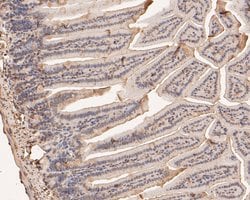 Invitrogen BCL2L15 Polyclonal Antibody 100 &mu;L; Unconjugated:Antibodies,