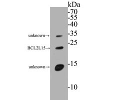Invitrogen BCL2L15 Polyclonal Antibody 100 &mu;L; Unconjugated:Antibodies,