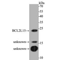 Invitrogen BCL2L15 Polyclonal Antibody 100 &mu;L; Unconjugated:Antibodies,