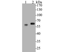 Invitrogen Syntrophin alpha-1 Polyclonal Antibody 100 &mu;L | Buy Online | Invitrogen&trade; | Fisher Scientific