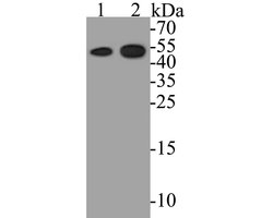 Invitrogen ZACN Polyclonal Antibody 100 &mu;L | Buy Online | Invitrogen&trade; | Fisher Scientific