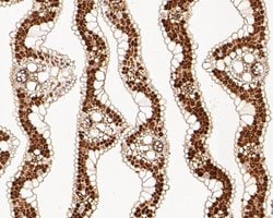 Invitrogen ADT2 Polyclonal Antibody 100 &mu;L; Unconjugated:Antibodies,