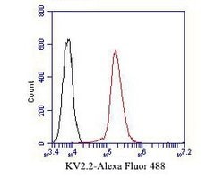 Invitrogen Kv2.2 Polyclonal Antibody 100 &mu;L; Unconjugated:Antibodies,