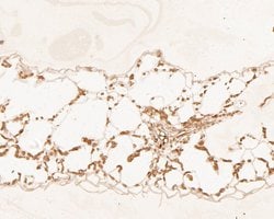 Invitrogen HDG11 Polyclonal Antibody 100 &mu;L | Buy Online | Invitrogen&trade; | Fisher Scientific