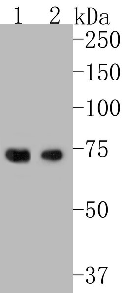 Invitrogen HDG11 Polyclonal Antibody 100 &mu;L | Buy Online | Invitrogen&trade; | Fisher Scientific