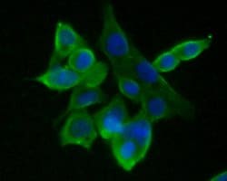 Invitrogen GABRA1 Polyclonal Antibody 100 &mu;L; Unconjugated:Antibodies,