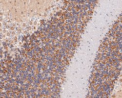 Invitrogen GABRA1 Polyclonal Antibody 100 &mu;L; Unconjugated:Antibodies,