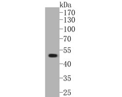 Invitrogen GABRA1 Polyclonal Antibody 100 &mu;L; Unconjugated:Antibodies,