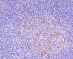 Invitrogen IL8 Polyclonal Antibody 100 &mu;L; Unconjugated:Antibodies,