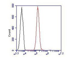 Invitrogen ZHX2 Polyclonal Antibody 100 &mu;L; Unconjugated:Antibodies,