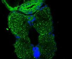 Invitrogen DARS2 Polyclonal Antibody 100 &mu;L; Unconjugated:Antibodies,