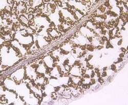 Invitrogen ECH Polyclonal Antibody 100 &mu;L; Unconjugated:Anticuerpos