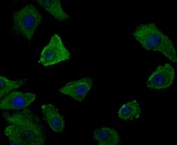 Invitrogen Desmoglein 3 Polyclonal Antibody 100 &mu;L; Unconjugated:Antibodies,