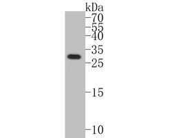 Invitrogen TMEM163 Polyclonal Antibody 100 &mu;L; Unconjugated:Antibodies,