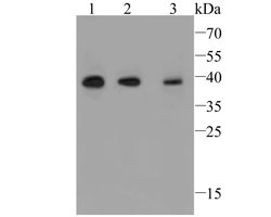 Invitrogen TMEM163 Polyclonal Antibody 100 &mu;L; Unconjugated:Antibodies,
