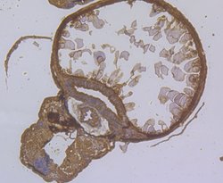 SHE Polyclonal Antibody, Invitrogen™