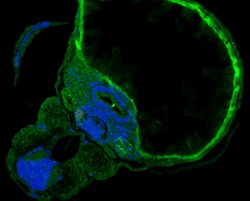 SHE Polyclonal Antibody, Invitrogen&trade;