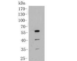 SHE Polyclonal Antibody, Invitrogen&trade;