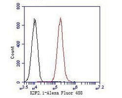Invitrogen KCNK2 Polyclonal Antibody 100 &mu;L; Unconjugated:Antibodies,