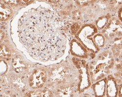 Invitrogen KCNK2 Polyclonal Antibody 100 &mu;L; Unconjugated:Antibodies,
