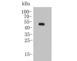 Invitrogen KCNK2 Polyclonal Antibody 100 &mu;L; Unconjugated:Antibodies,