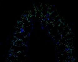 Invitrogen AP4E1 Polyclonal Antibody 100 &mu;L; Unconjugated:Antibodies,
