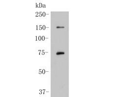 Invitrogen SPATA13 Polyclonal Antibody 100 &mu;L; Unconjugated:Antibodies,