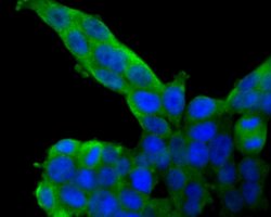 Invitrogen SDF1 Polyclonal Antibody 100 &mu;L; Unconjugated:Antibodies,