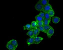 Invitrogen SDF1 Polyclonal Antibody 100 &mu;L; Unconjugated:Antibodies,