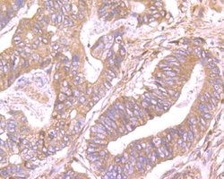 Invitrogen SDF1 Polyclonal Antibody 100 &mu;L; Unconjugated:Antibodies,