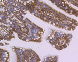 Invitrogen SDF1 Polyclonal Antibody 100 &mu;L; Unconjugated:Antibodies,
