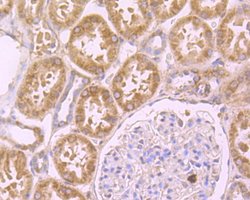 Invitrogen SDF1 Polyclonal Antibody 100 &mu;L; Unconjugated:Antibodies,