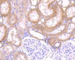 Invitrogen SDF1 Polyclonal Antibody 100 &mu;L; Unconjugated:Antibodies,